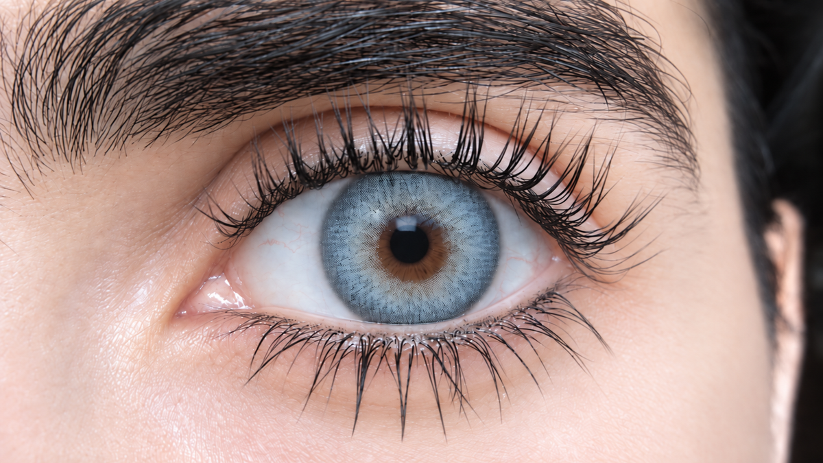 Pupilentes Siam Gray - EyeShare Anuales + Estuche